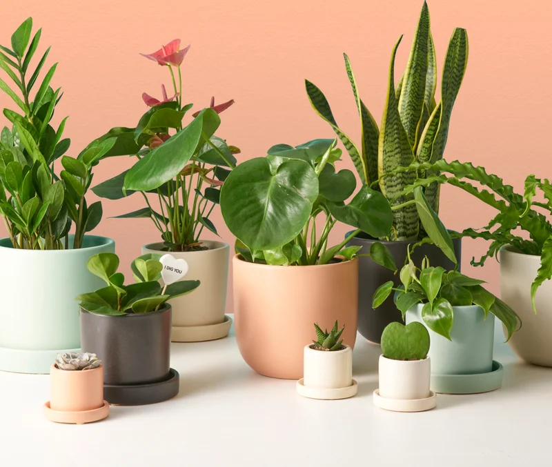 Shop Valentine's Day Plant Gifts