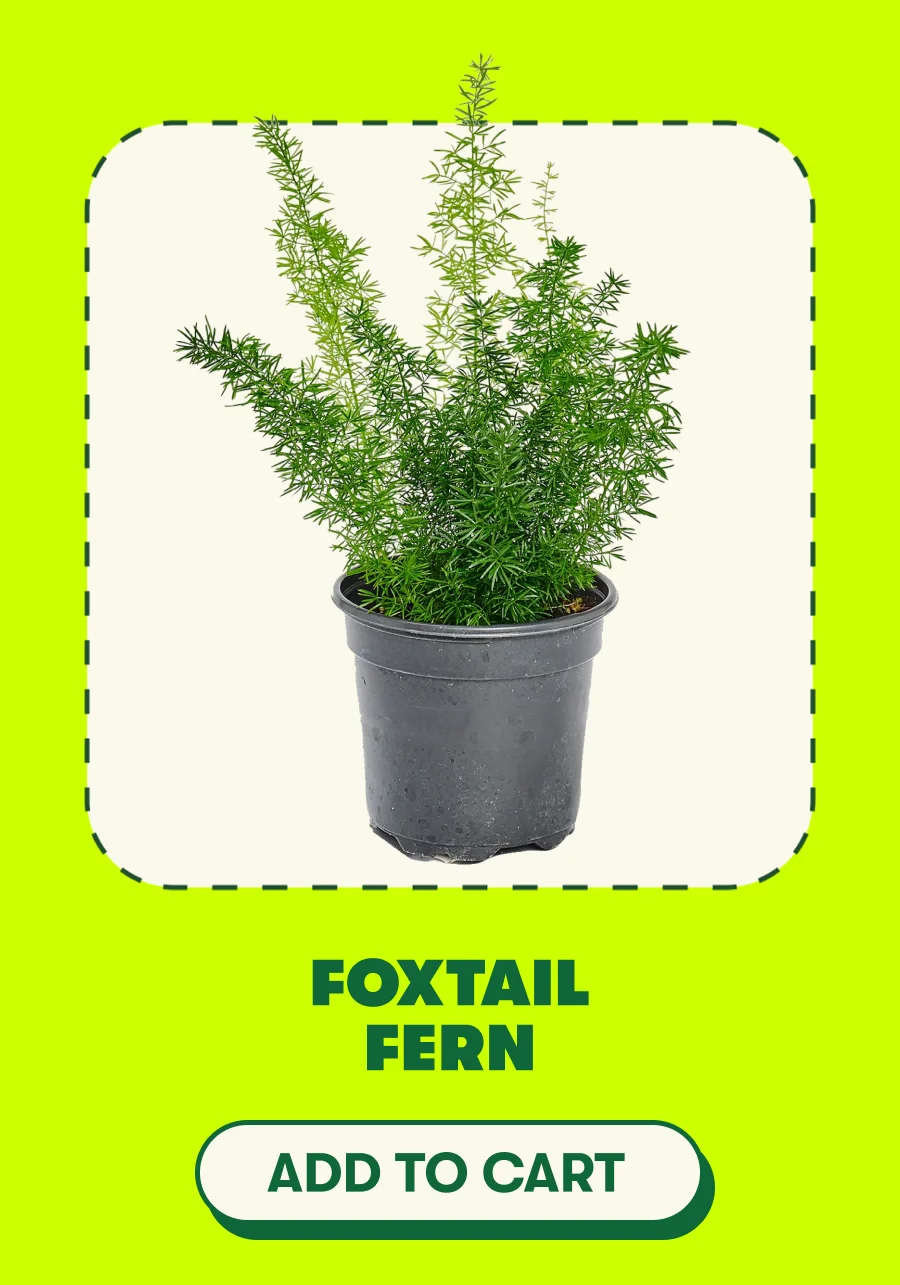 Foxtail Fern [ADD TO CART]