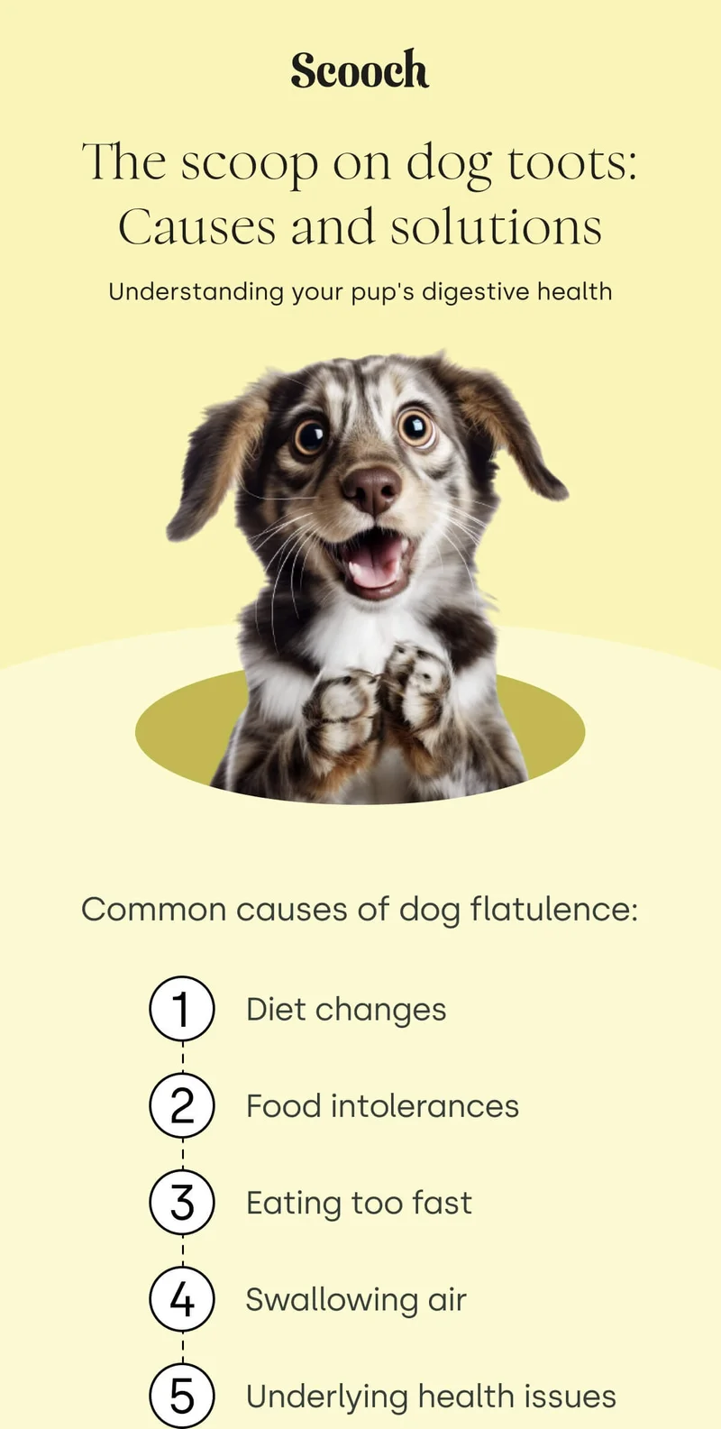 Understanding your pup's digestive health. Common causes of dog flatuence: