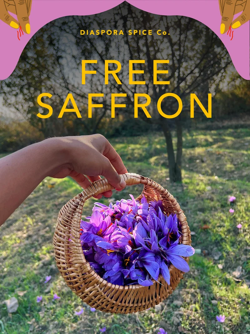 Welcome to the saffron harvest