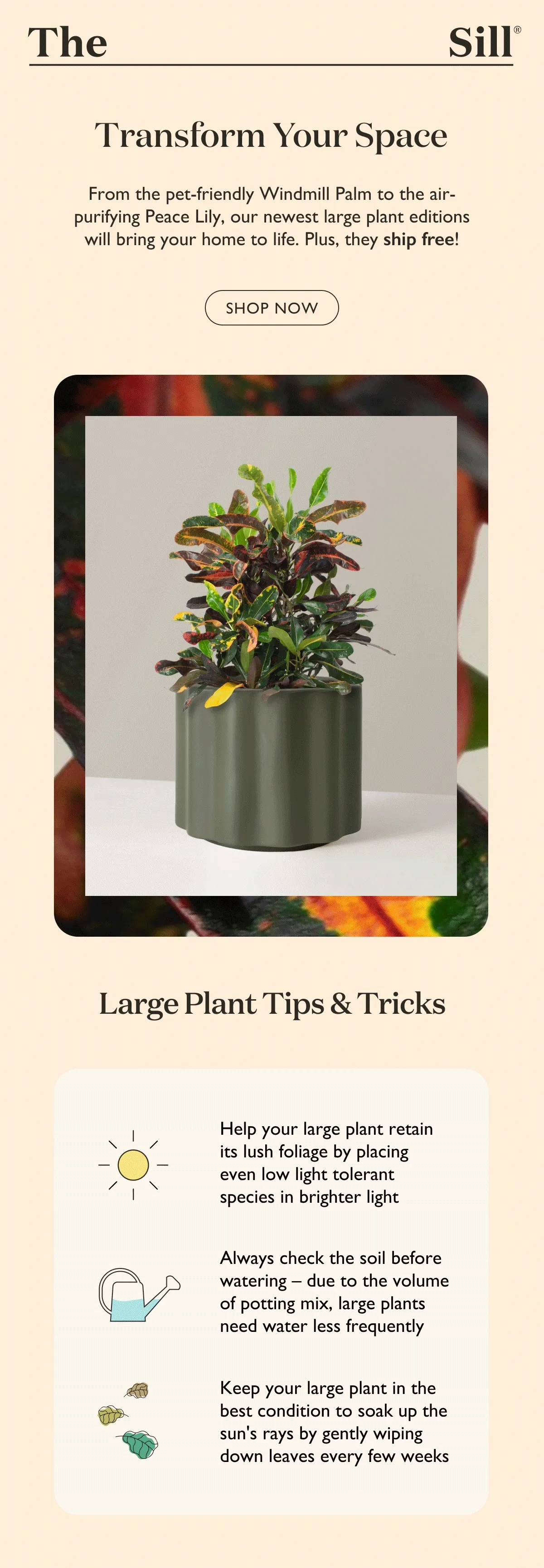 From the pet-friendly Windmill Palm to the air-purifying Peace Lily, our newest large plant editions will bring your home to life. Plus, they ship free! Shop now.