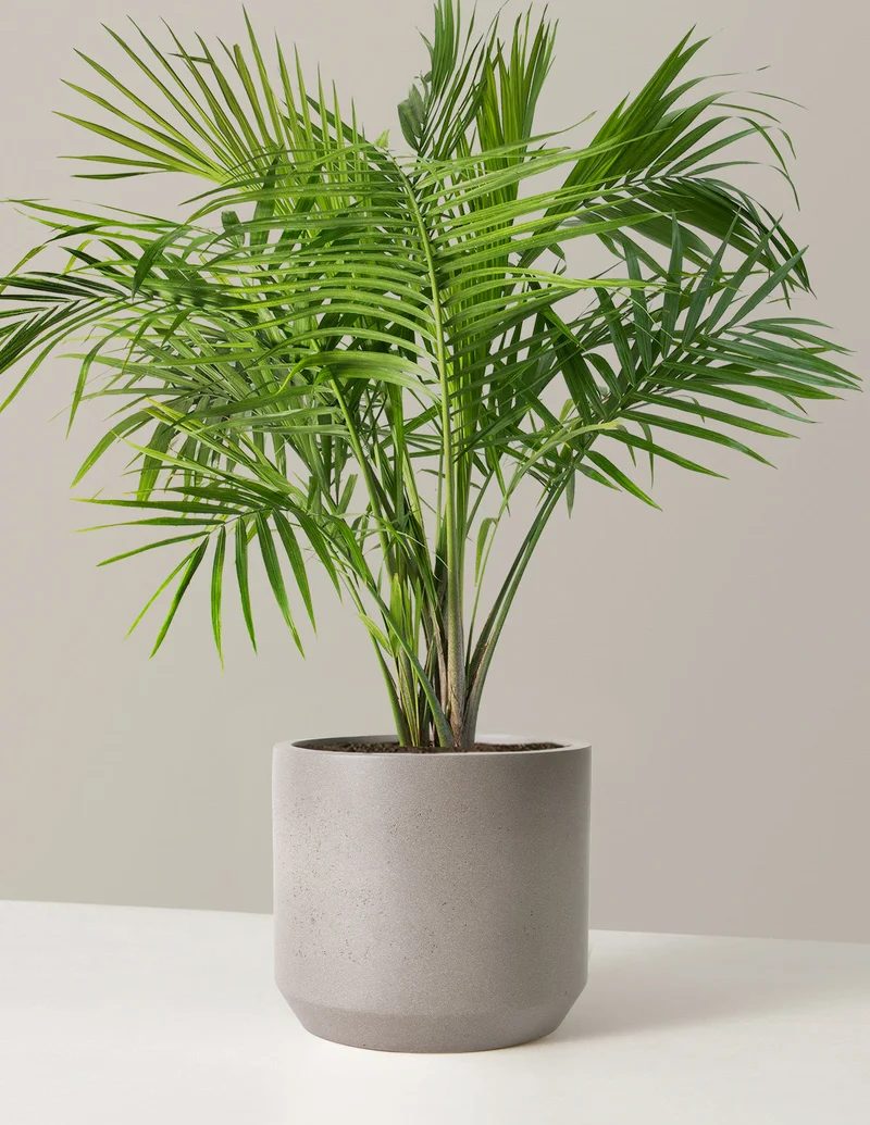 Image of Large Majesty Palm