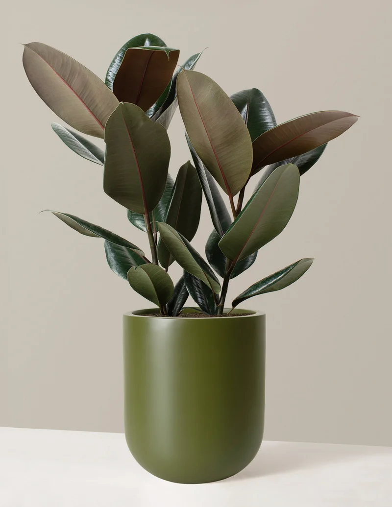 Image of Large Rubber Tree