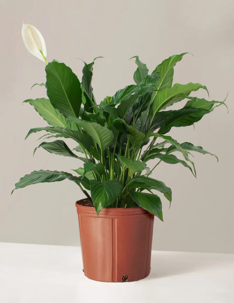 Image of Large Peace Lily