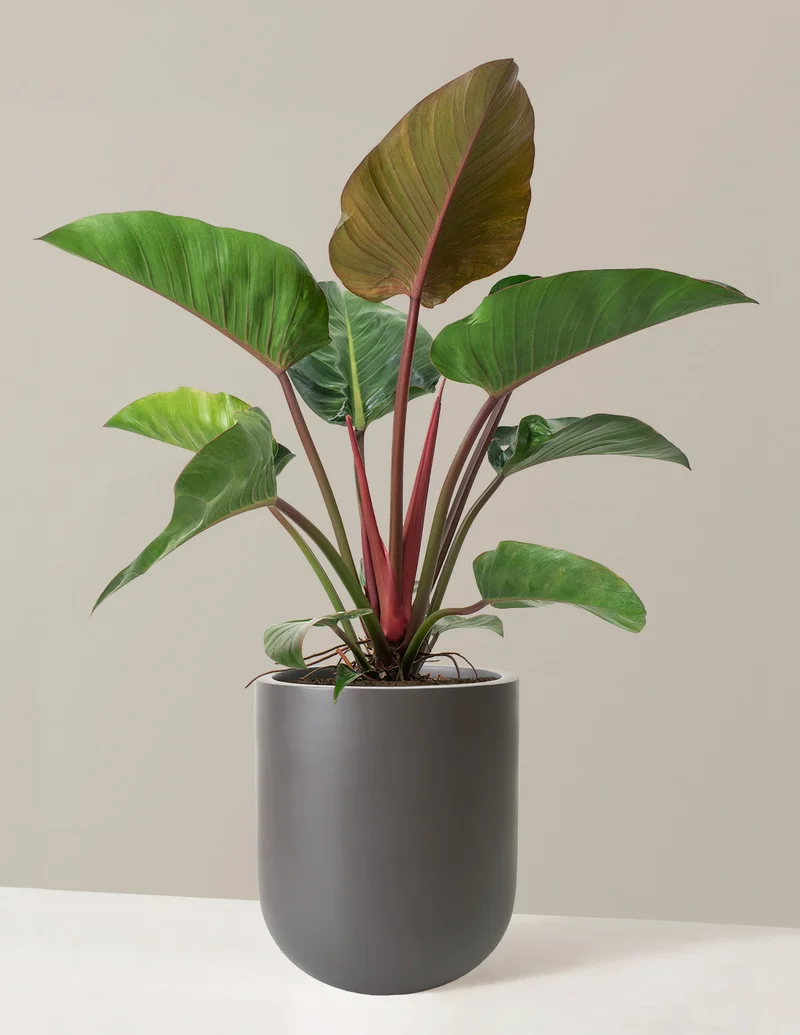 Image of Large Philodendron Rojo Congo