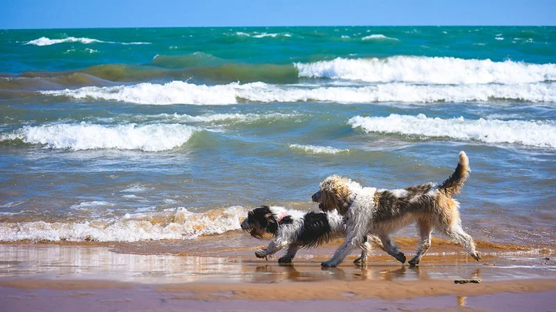 Image description: Two dogs on Montrose Beach in Chicago.