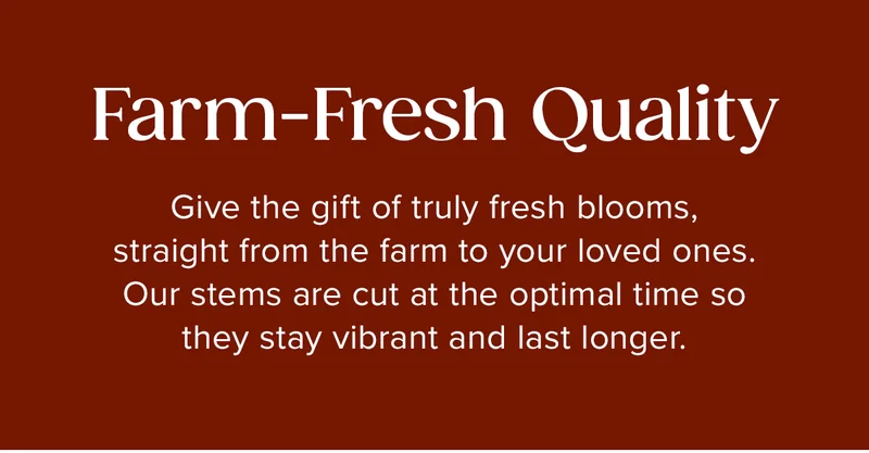 Farm-Fresh Quality: Give the gift of truly fresh blooms, straight from the farm to your loved ones. Our stems are cut at the optimal time so they stay vibrant and last longer.