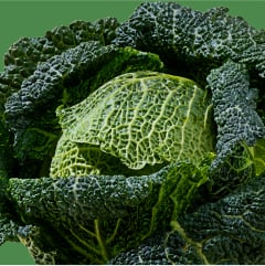 Lettuce