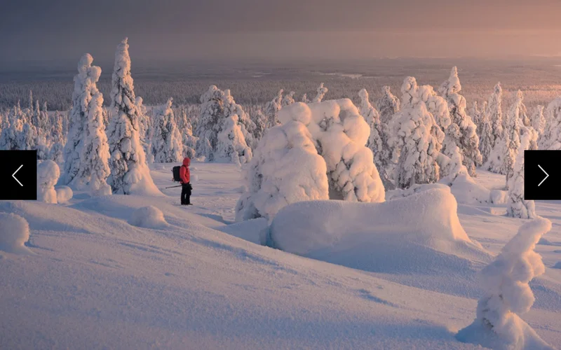 This photographer calls it magical. This is the Boreal biome—a semi-contiguous forest that runs around much of the northern hemisphere.