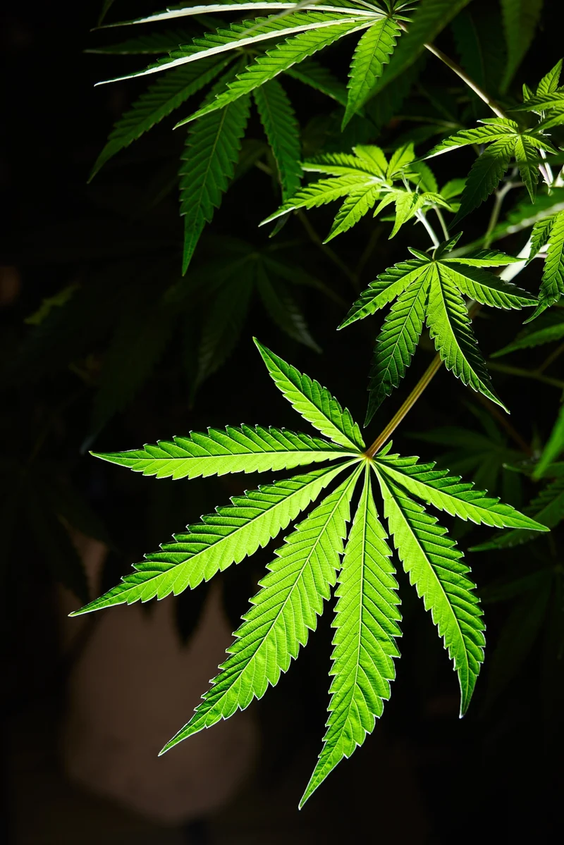 Cannabis' and 'marijuana' are often used interchangeably, though technically the cannabis plant produces a variety of products that are not psychoactive and contain THC (marijuana refers to the psychoactive products).
