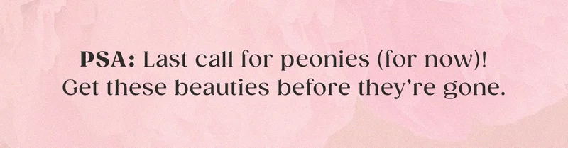 PSA: Last call for peonies (for now)! Get these beauties before they're gone.