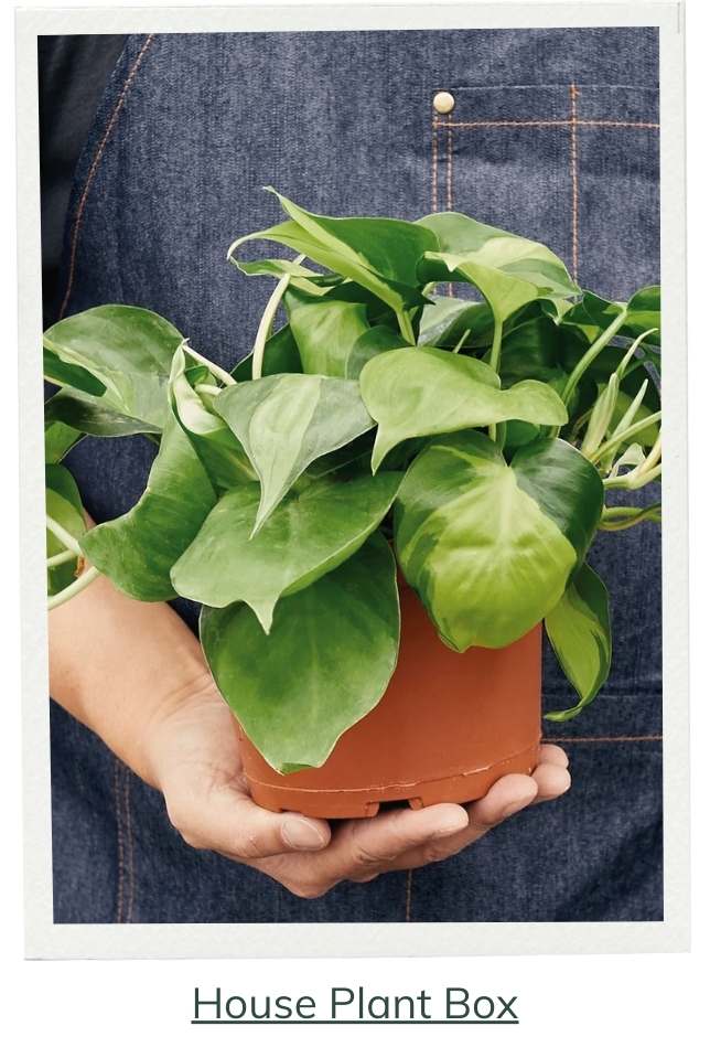 Premium House Plant Box
