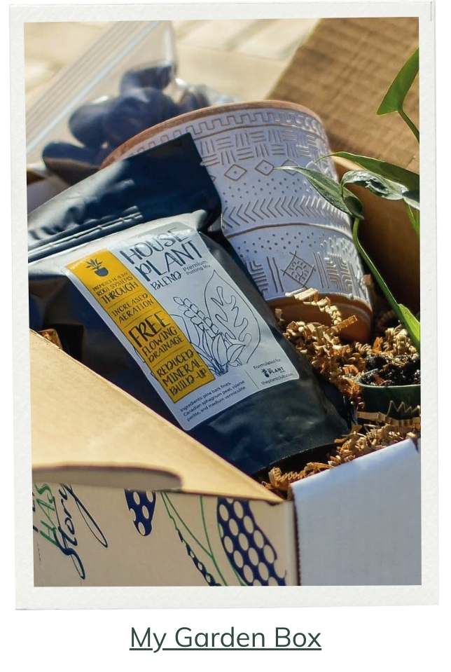 My Garden Box