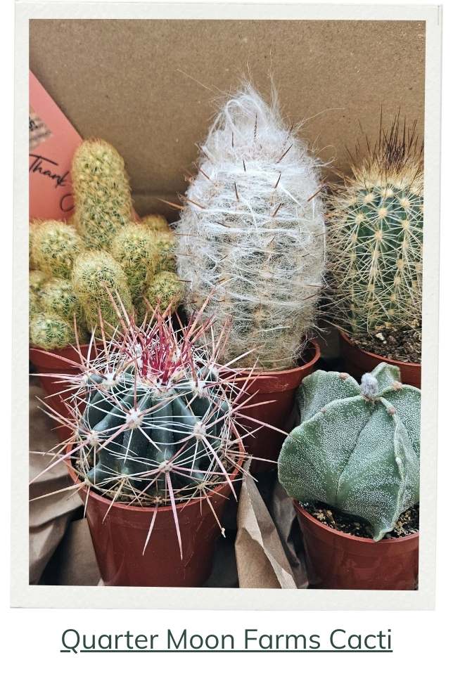 Monthly Cacti Box! Quarter Moon Farms