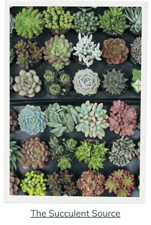 Succulents of the Month The Succulent Source