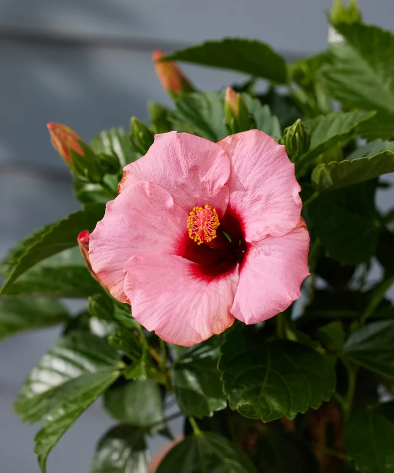 hibiscus tabletop detail shot of pink flower