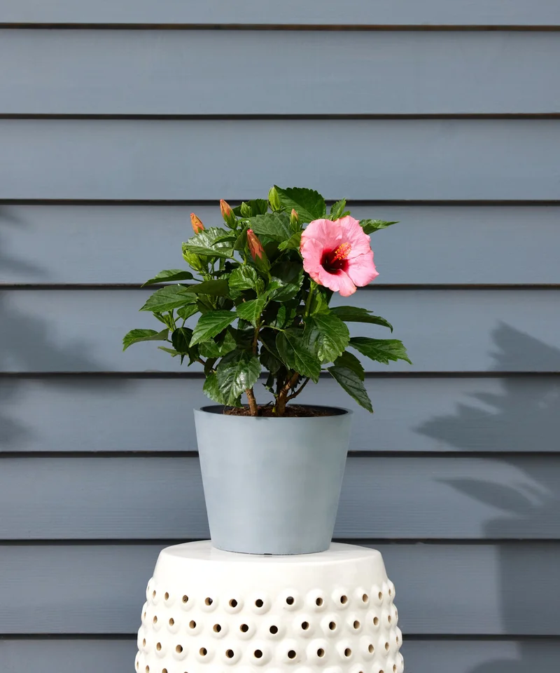 Image of Hibiscus Tabletop