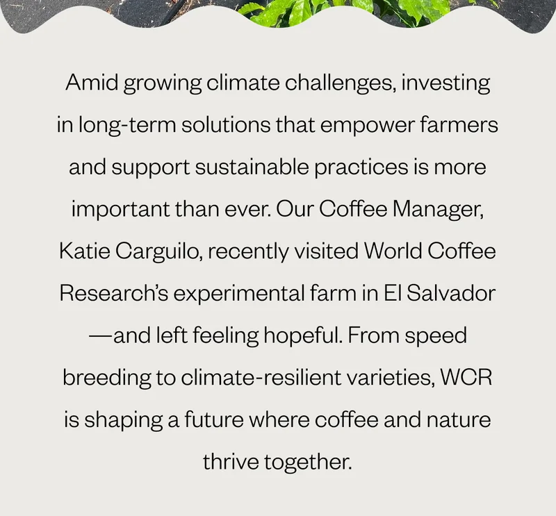 Amid growing climate challenges, investing in long-term solutions that empower farmers and support sustainable practices is more important than ever. Our Coffee Manager, Katie Carguilo, recently visited World Coffee Research’s experimental farm in El Salvador—and left feeling hopeful. From speed breeding to climate-resilient varieties, WCR is shaping a future where coffee and nature thrive together. Amid growing climate challenges, investing in long-term solutions that empower farmers and support sustainable practices is more important than ever. Our Coffee Manager, Katie Carguilo, recently visited World Coffee Research’s experimental farm in El Salvador—and left feeling hopeful. From speed breeding to climate-resilient varieties, WCR is shaping a future where coffee and nature thrive together.