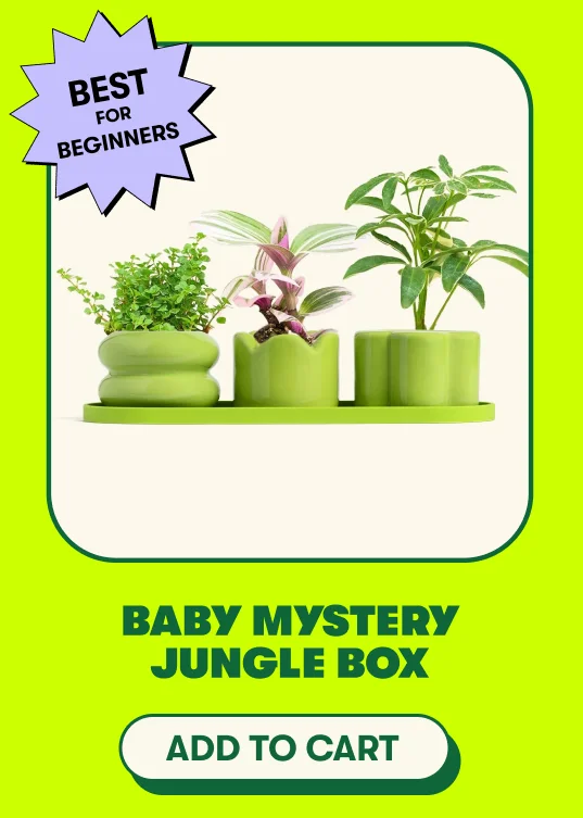 Best for Beginners Baby Mystery Jungle Box [ADD TO CART]