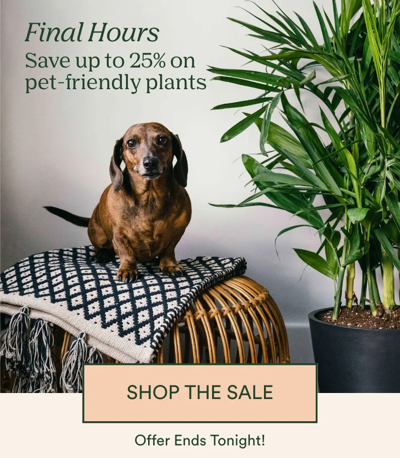 last chance to save up to 25% on pet friendly plants