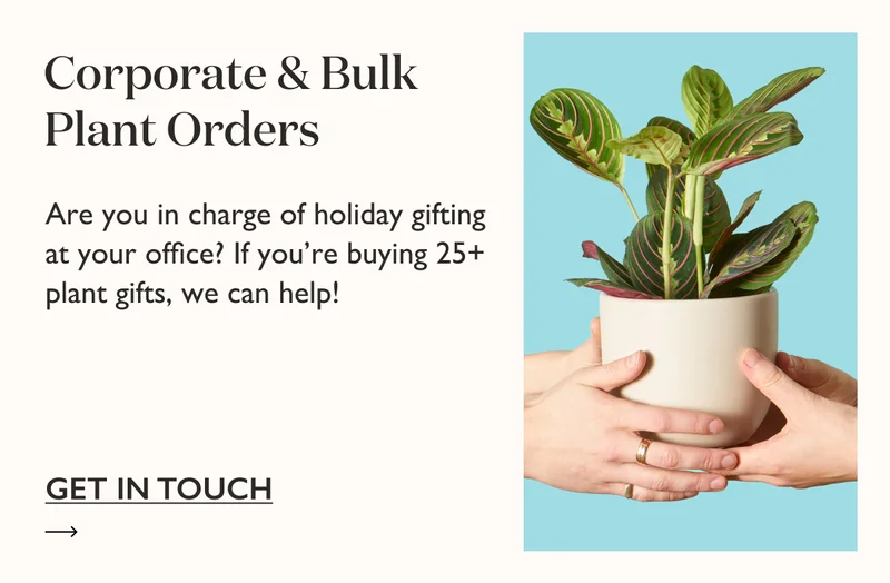 Are you in charge of holiday gifting at your office? If you're buying 25+ plant gifts, we can help! Get in touch with our team.