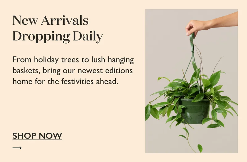 From holiday trees to lush hanging baskets, bring our newest editions home for the festivities ahead. Shop now.