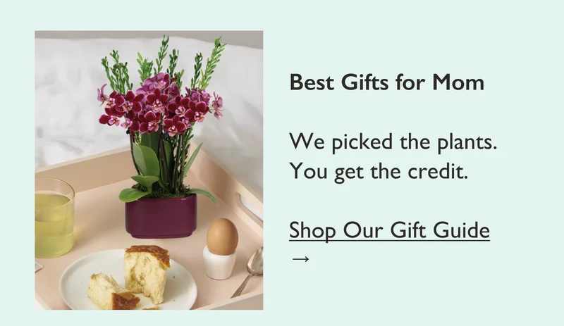 Best Gifts for Mom: We picked the plants. You get the credit. Shop Our Gift Guide