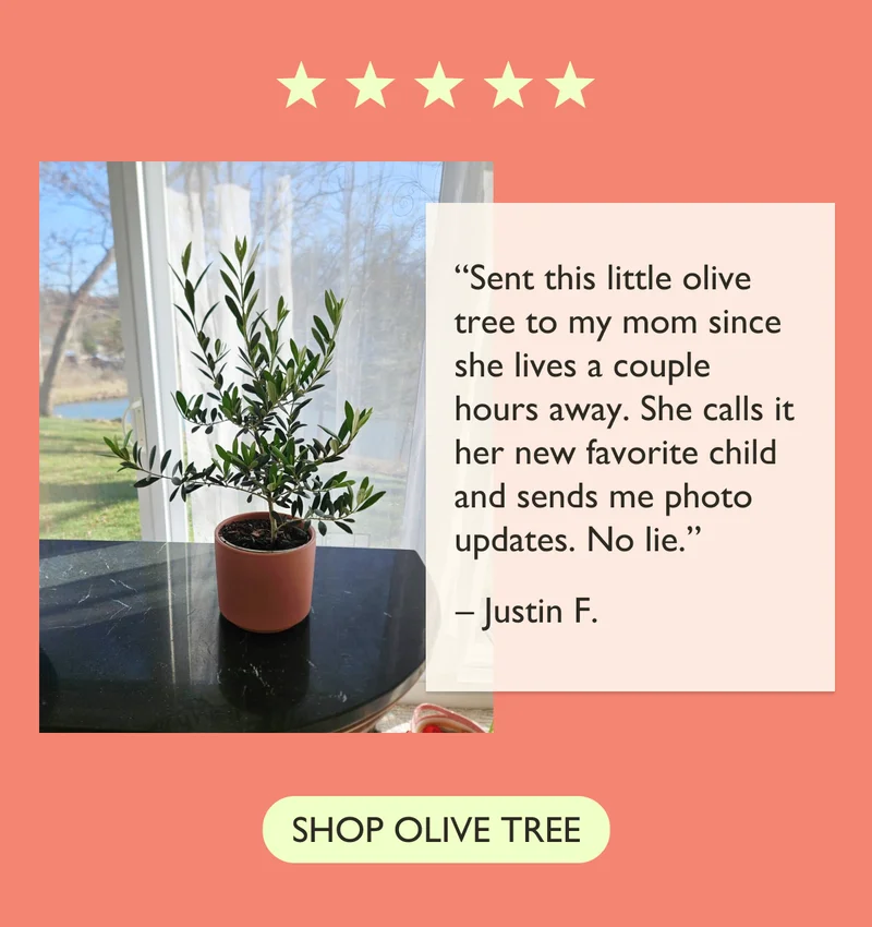 Customer Review: “Sent this little olive tree to my mom since she lives a couple hours away. She calls it her favorite child and sends me photos updates. No lie." - Justin