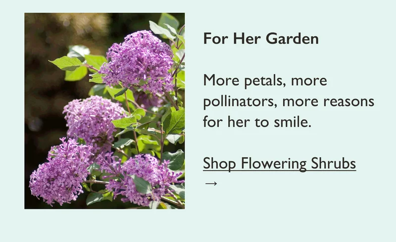 For Her Garden: More petals, more pollinators, more reasons for her to smile. Shop Flowering Shrubs