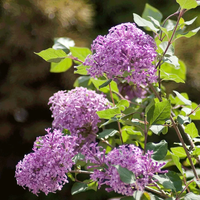 Image of Bloomerang Lilac Bush