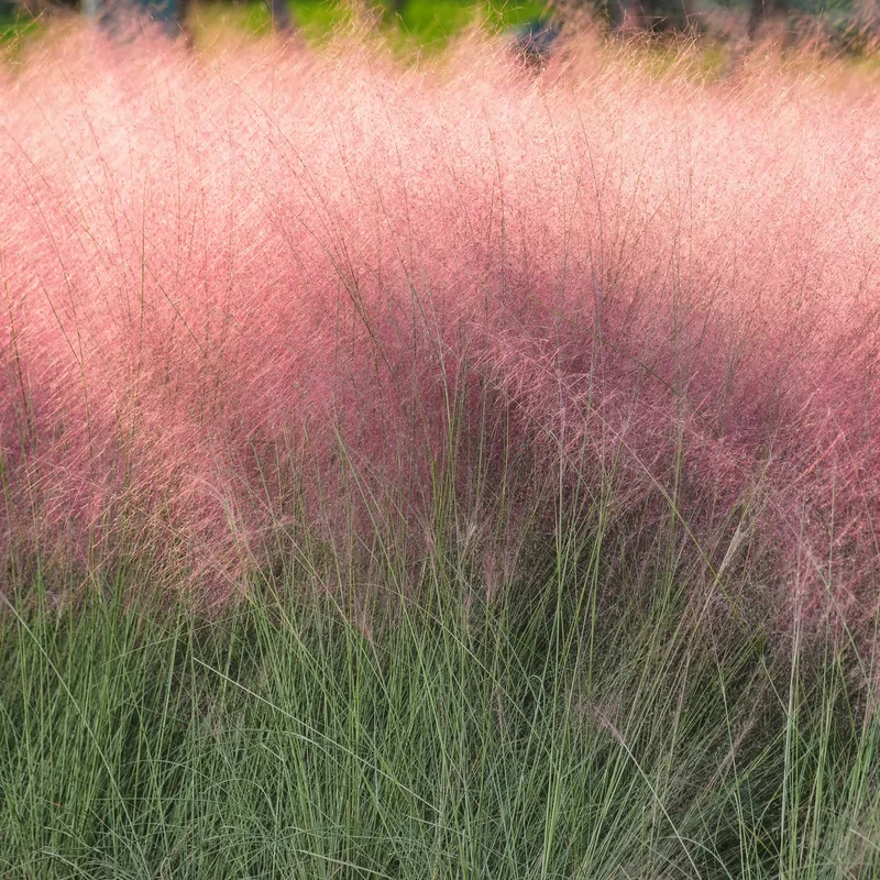 Image of Pink Muhly Grass