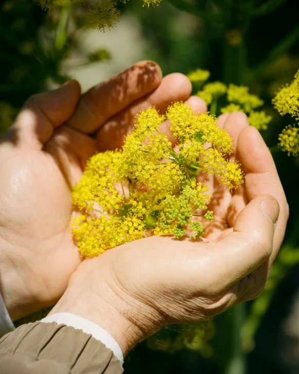 Professor Mahmut Miski cups a handful of flowering Ferula drudeana near Mount Hasan in central Turkey. The scholar of plant medicine believes the species is silphion, beloved by ancient Greeks and Romans and thought to be extinct.