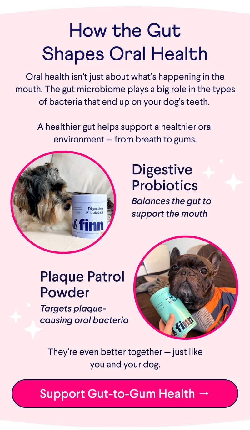 Text: How the Gut Shapes Oral Health Oral health isn’t just about what’s happening in the mouth. The gut microbiome plays a big role in the types of bacteria that end up on your dog’s teeth.   A healthier gut helps support a healthier oral environment — from breath to gums. Digestive Probiotics Balances the gut to support the mouth Plaque Patrol Powder Targets plaque-causing oral bacteria They’re even better together — just like you and your dog. CTA: Support Gut-to-Gum Health →