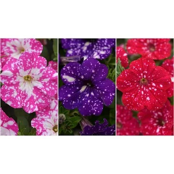 Phillip Watson Designs 9pc Headliner Sky Petunias Live Plants