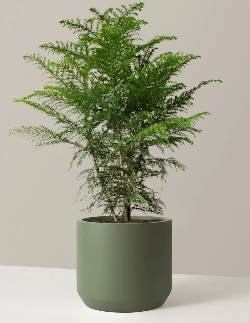 Image of Large Norfolk Island Pine