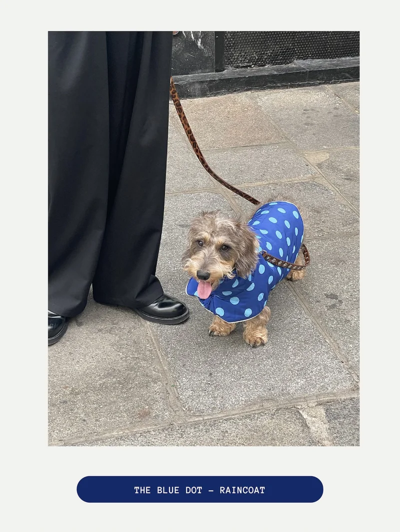 The Blue Dot Raincoat