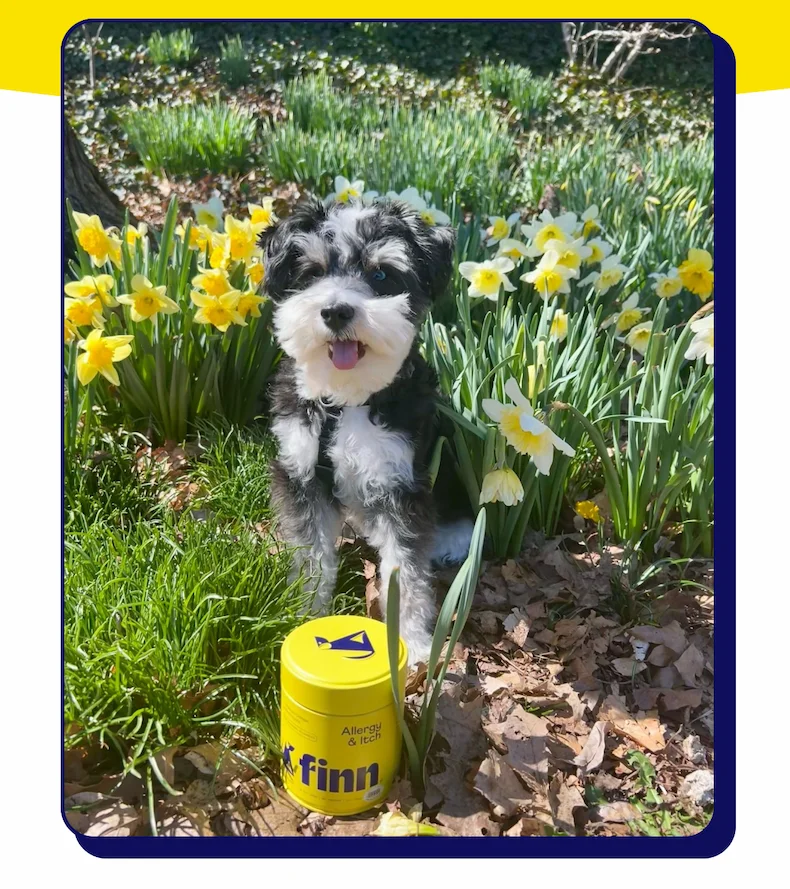 photo: A mixed breed dog sitting in a field of yellow flowers with Allergy & Itch tin