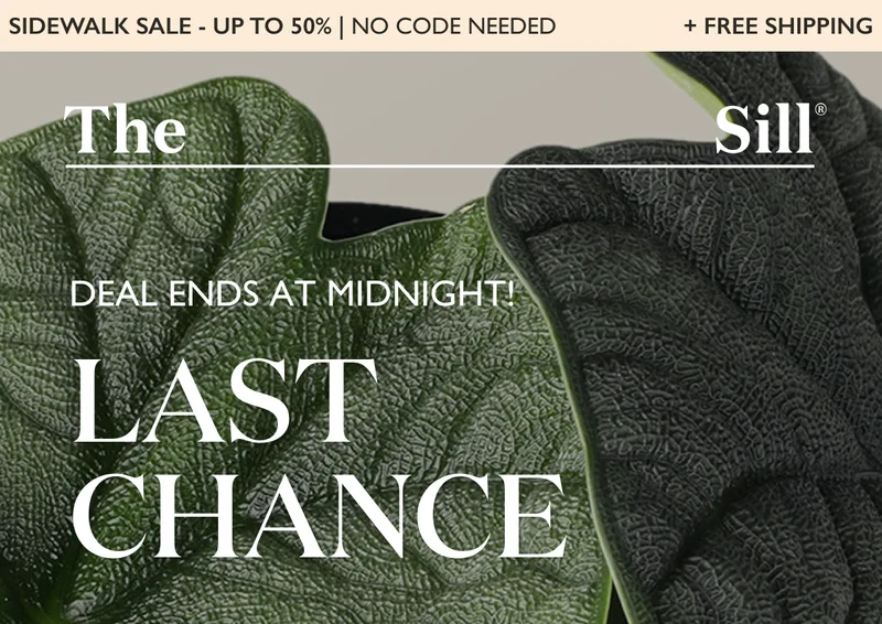 LAST CHANCE: Up to 50% off Alocasia Melo