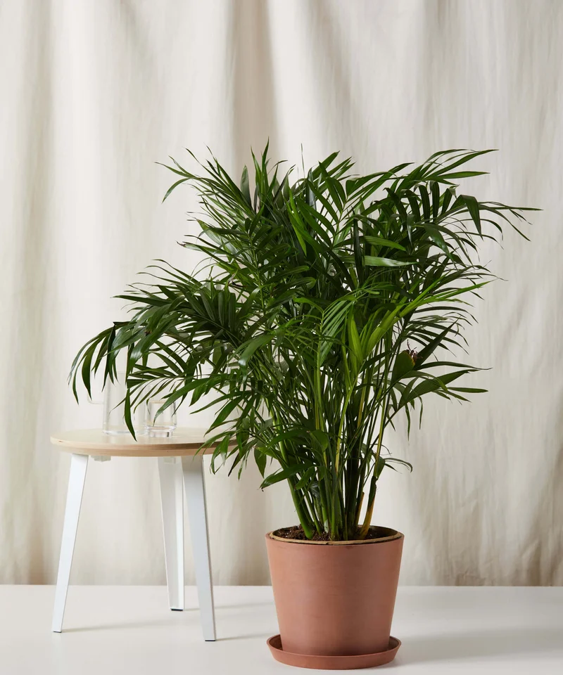 Image of Cat Palm