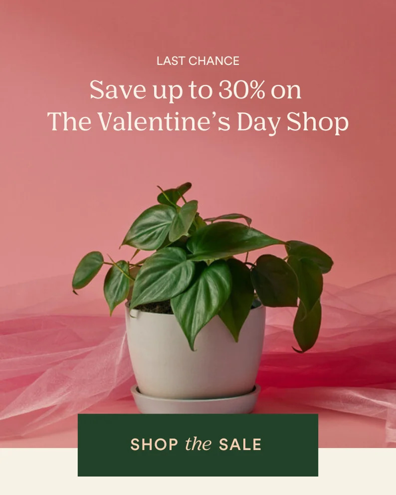 last chance to shop the valentine's day sale