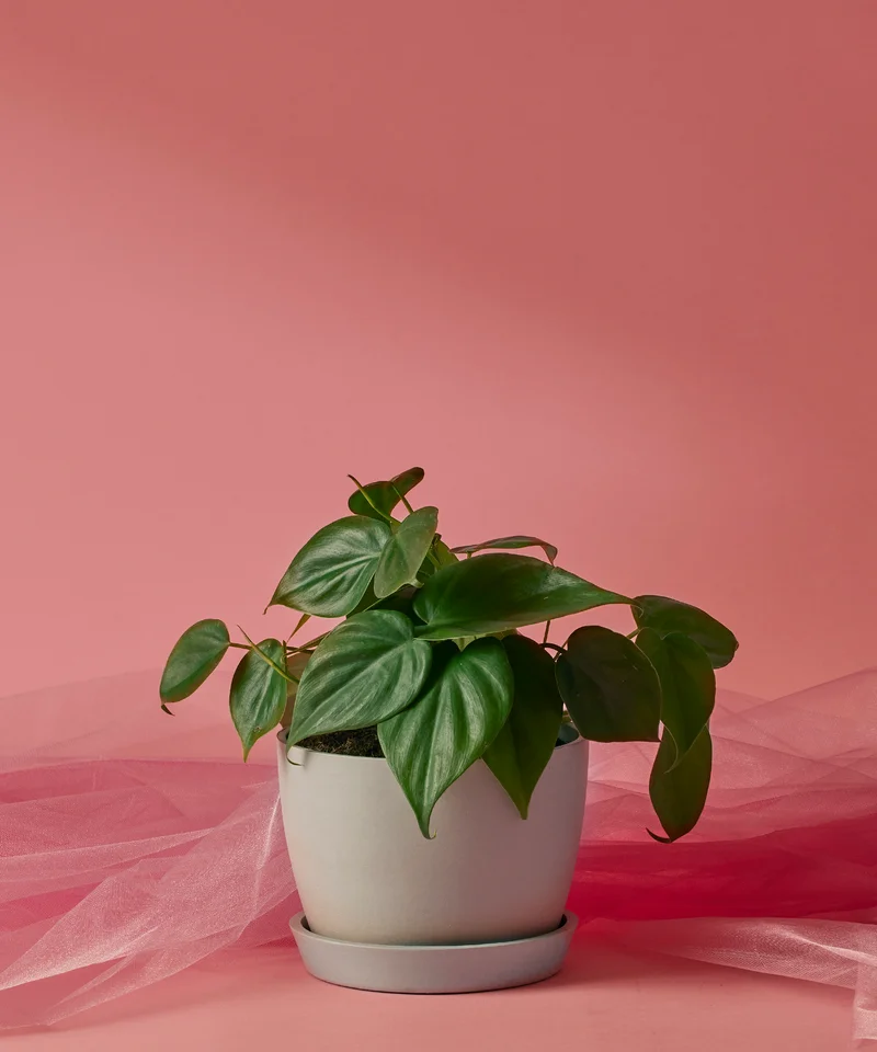Image of Philodendron Heartleaf