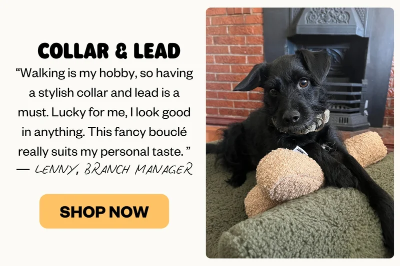 COLLAR & LEAD | COLLAR & LEAD SHOP NOW “Walking is my hobby, so having a stylish collar and lead is a must. Lucky for me, I look good in anything. This fancy bouclé really suits my personal taste.” — Lenny, Branch Manager