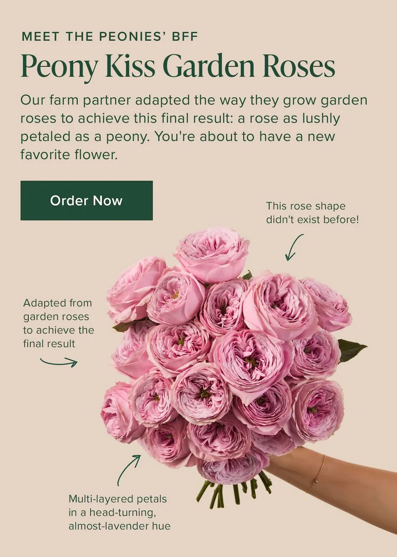 Meet The Peonies' BFF: Peony Kiss Garden Roses. Our farm partner adapted the way they grow garden roses to achieve this final result: a rose as lushly petaled as a peony. You're about to have a new favorite flower. Order Now.