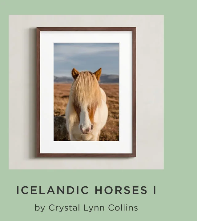 Icelandic Horses I