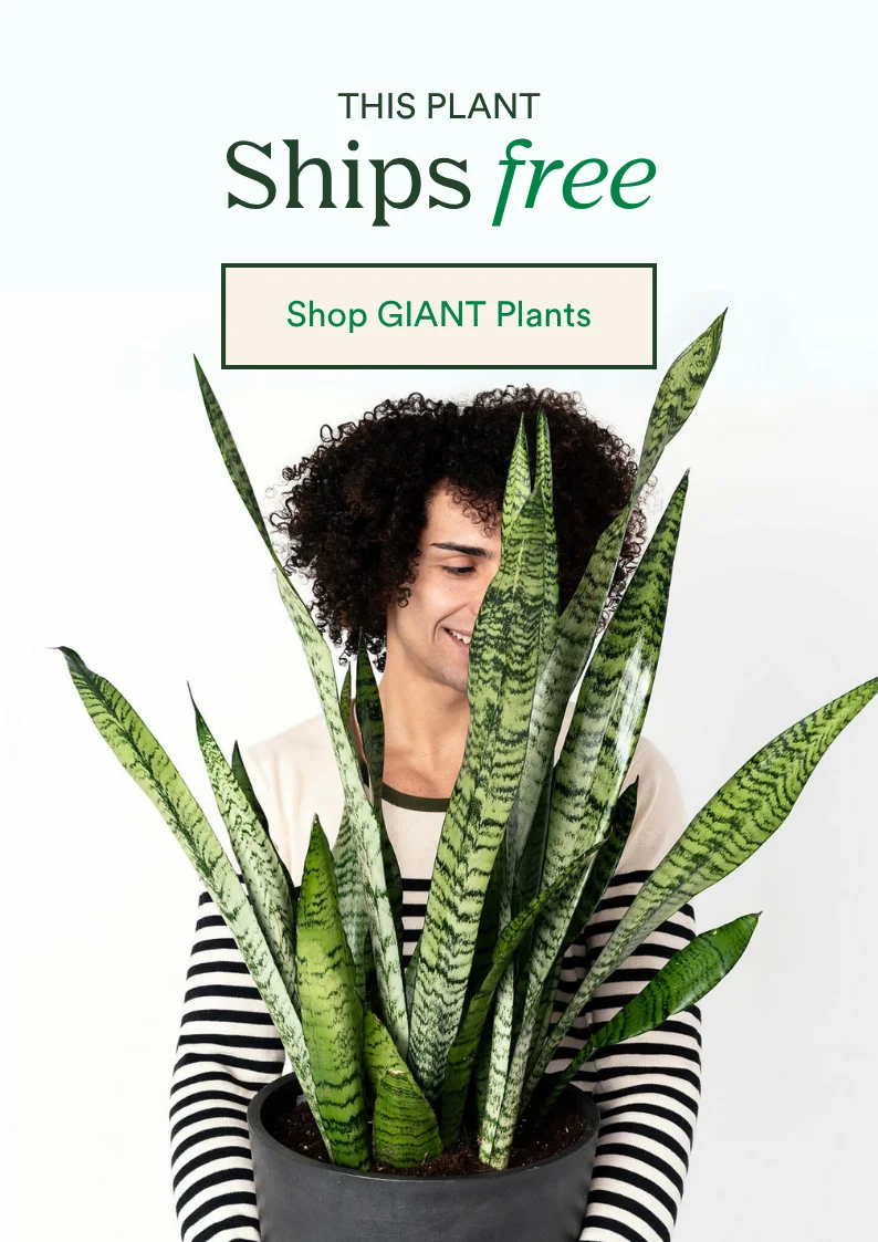Shop giant plants with free shipping