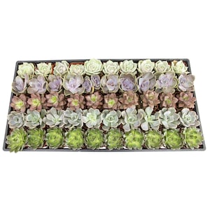 30% Off Select House Plants