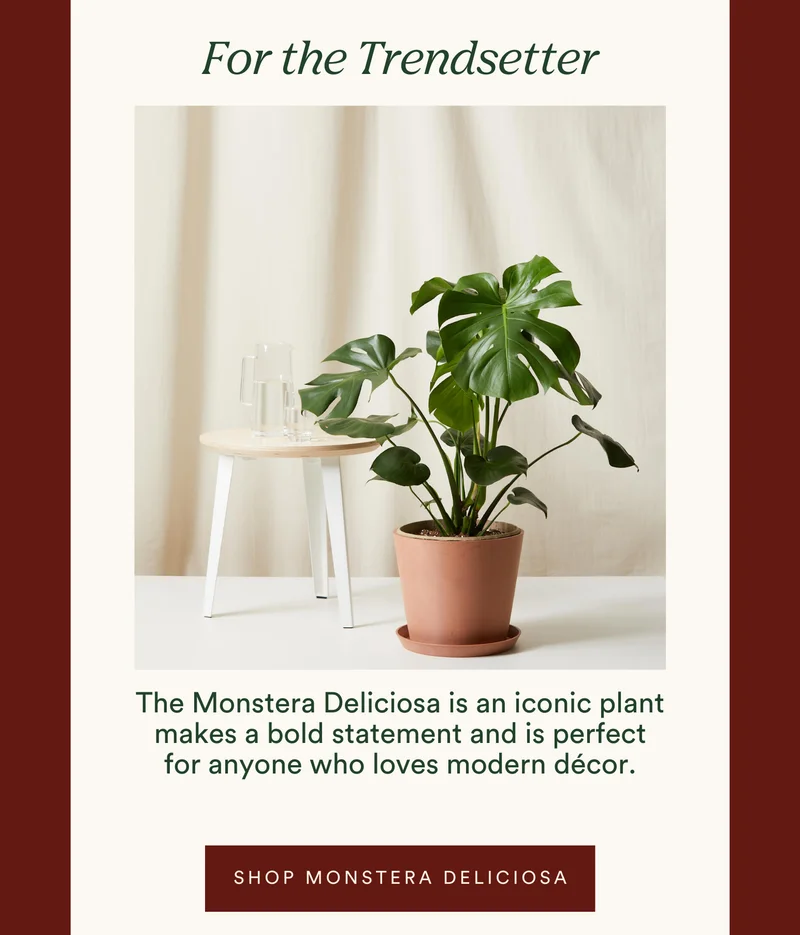 for the trendsetter: shop the monstera