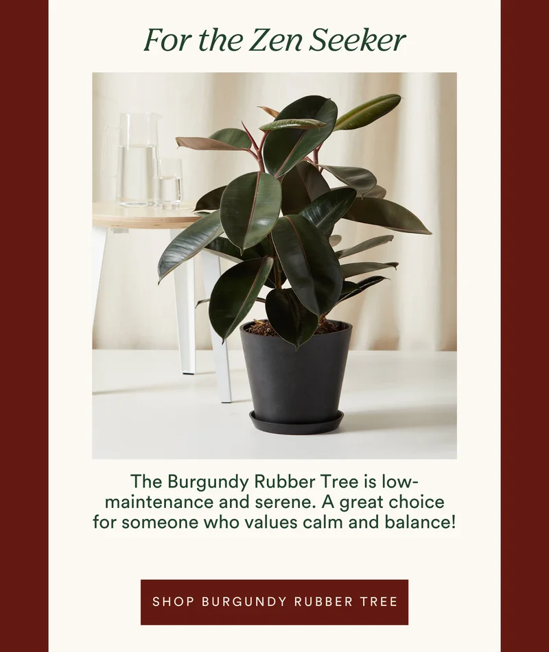 for the zen seeker: shop burgundy rubber tree