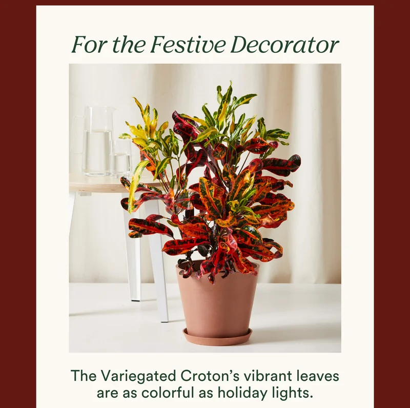 for the festive decorator