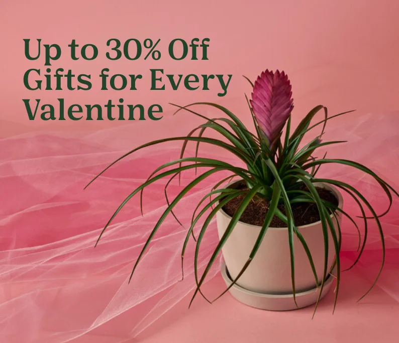 up to 30% off valentine's day gifts